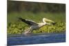 Great White Pelican Bird in the Danube Delta, Europe, Romania-Martin Zwick-Mounted Photographic Print