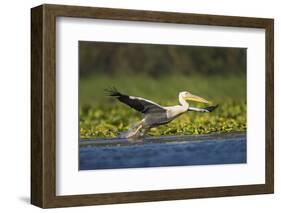 Great White Pelican Bird in the Danube Delta, Europe, Romania-Martin Zwick-Framed Photographic Print