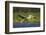 Great White Pelican Bird in the Danube Delta, Europe, Romania-Martin Zwick-Framed Photographic Print