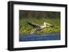 Great White Pelican Bird in the Danube Delta, Europe, Romania-Martin Zwick-Framed Photographic Print