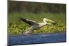 Great White Pelican Bird in the Danube Delta, Europe, Romania-Martin Zwick-Mounted Photographic Print