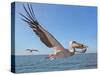 Great White Pelican Catches Fish Thrown by Tourists on the Deck of the Ship - Namibia, South Africa-Vadim Petrakov-Stretched Canvas