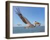 Great White Pelican Catches Fish Thrown by Tourists on the Deck of the Ship - Namibia, South Africa-Vadim Petrakov-Framed Photographic Print