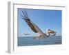 Great White Pelican Catches Fish Thrown by Tourists on the Deck of the Ship - Namibia, South Africa-Vadim Petrakov-Framed Photographic Print