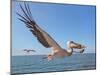 Great White Pelican Catches Fish Thrown by Tourists on the Deck of the Ship - Namibia, South Africa-Vadim Petrakov-Mounted Photographic Print