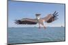 Great White Pelican Catches Fish Thrown by Tourists on the Deck of the Ship - Namibia, South Africa-Vadim Petrakov-Mounted Photographic Print