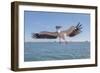 Great White Pelican Catches Fish Thrown by Tourists on the Deck of the Ship - Namibia, South Africa-Vadim Petrakov-Framed Photographic Print