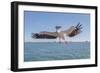 Great White Pelican Catches Fish Thrown by Tourists on the Deck of the Ship - Namibia, South Africa-Vadim Petrakov-Framed Photographic Print