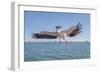 Great White Pelican Catches Fish Thrown by Tourists on the Deck of the Ship - Namibia, South Africa-Vadim Petrakov-Framed Photographic Print