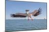 Great White Pelican Catches Fish Thrown by Tourists on the Deck of the Ship - Namibia, South Africa-Vadim Petrakov-Mounted Photographic Print