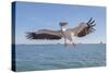 Great White Pelican Catches Fish Thrown by Tourists on the Deck of the Ship - Namibia, South Africa-Vadim Petrakov-Stretched Canvas