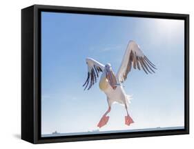 Great White Pelican Catches Fish Thrown by Tourists on the Deck of the Ship - Namibia, South Africa-Vadim Petrakov-Framed Stretched Canvas