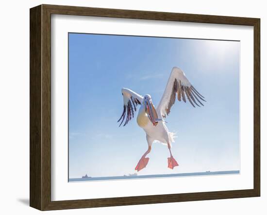 Great White Pelican Catches Fish Thrown by Tourists on the Deck of the Ship - Namibia, South Africa-Vadim Petrakov-Framed Photographic Print