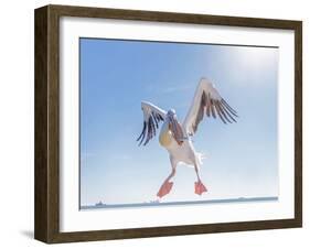 Great White Pelican Catches Fish Thrown by Tourists on the Deck of the Ship - Namibia, South Africa-Vadim Petrakov-Framed Photographic Print