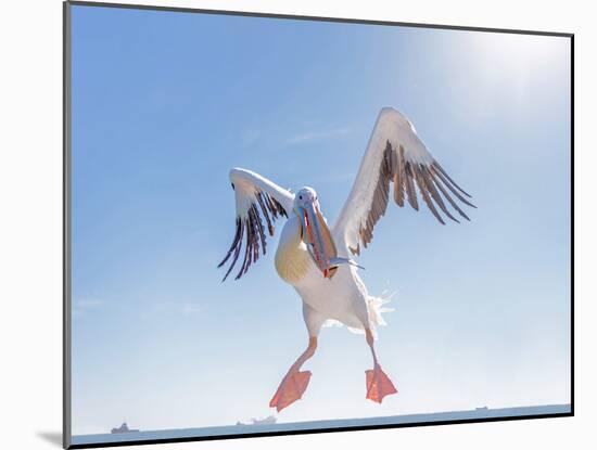 Great White Pelican Catches Fish Thrown by Tourists on the Deck of the Ship - Namibia, South Africa-Vadim Petrakov-Mounted Photographic Print