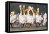 Great White Pelican Group in Water-null-Framed Stretched Canvas