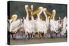 Great White Pelican Group in Water-null-Stretched Canvas