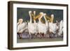 Great White Pelican Group in Water-null-Framed Photographic Print