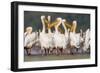 Great White Pelican Group in Water-null-Framed Photographic Print