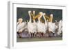 Great White Pelican Group in Water-null-Framed Photographic Print