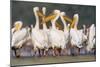 Great White Pelican Group in Water-null-Mounted Photographic Print