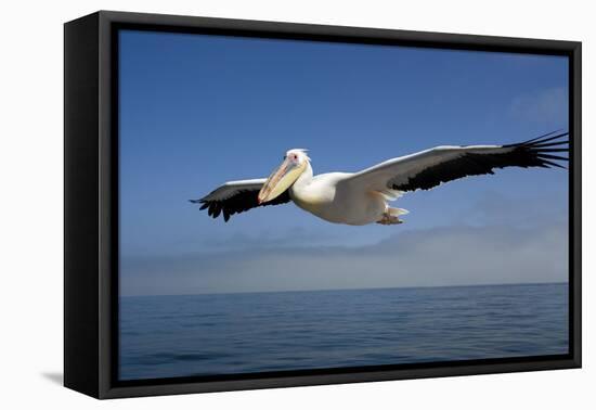 Great White Pelican in Flight over the Atlantic Ocean-null-Framed Stretched Canvas