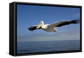 Great White Pelican in Flight over the Atlantic Ocean-null-Framed Stretched Canvas