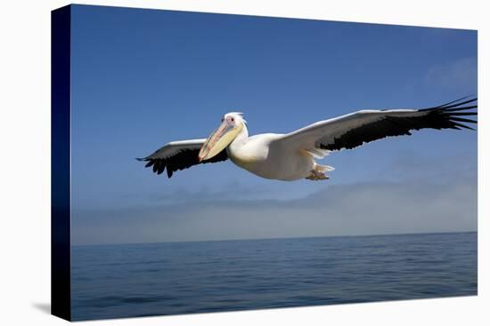 Great White Pelican in Flight over the Atlantic Ocean-null-Stretched Canvas