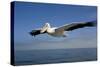 Great White Pelican in Flight over the Atlantic Ocean-null-Stretched Canvas