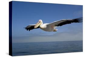 Great White Pelican in Flight over the Atlantic Ocean-null-Stretched Canvas