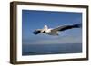 Great White Pelican in Flight over the Atlantic Ocean-null-Framed Photographic Print