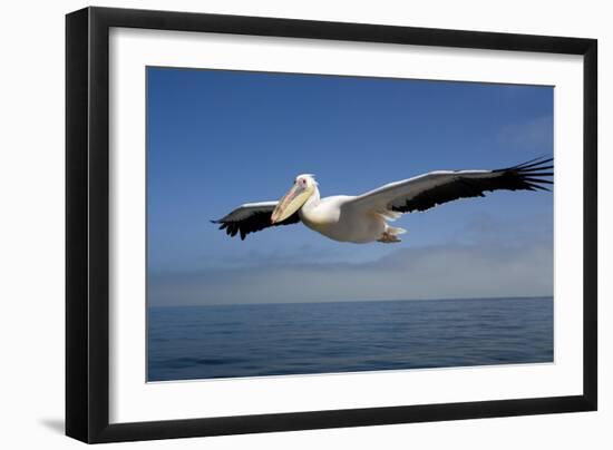 Great White Pelican in Flight over the Atlantic Ocean-null-Framed Photographic Print