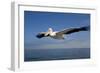 Great White Pelican in Flight over the Atlantic Ocean-null-Framed Photographic Print