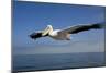 Great White Pelican in Flight over the Atlantic Ocean-null-Mounted Photographic Print