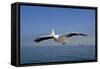 Great White Pelican in Flight over the Atlantic-null-Framed Stretched Canvas