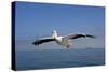 Great White Pelican in Flight over the Atlantic-null-Stretched Canvas