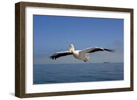 Great White Pelican in Flight over the Atlantic-null-Framed Photographic Print