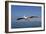 Great White Pelican in Flight over the Atlantic-null-Framed Photographic Print