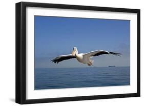 Great White Pelican in Flight over the Atlantic-null-Framed Photographic Print
