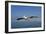 Great White Pelican in Flight over the Atlantic-null-Framed Photographic Print