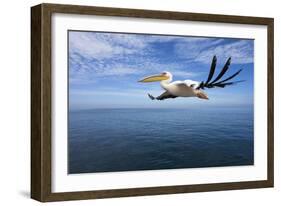 Great White Pelican in Flight over the Atlantic-null-Framed Photographic Print