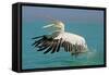 Great White Pelican in Flight Taking Off-null-Framed Stretched Canvas