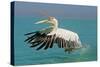 Great White Pelican in Flight Taking Off-null-Stretched Canvas