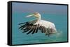 Great White Pelican in Flight Taking Off-null-Framed Stretched Canvas