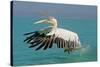 Great White Pelican in Flight Taking Off-null-Stretched Canvas