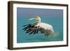 Great White Pelican in Flight Taking Off-null-Framed Photographic Print