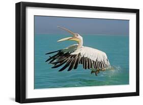 Great White Pelican in Flight Taking Off-null-Framed Photographic Print
