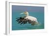 Great White Pelican in Flight Taking Off-null-Framed Photographic Print