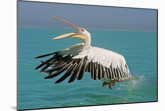 Great White Pelican in Flight Taking Off-null-Mounted Photographic Print