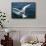 Great White Pelican Landing on Ocean (Pelecanus Onocrotalus)-Reinhard Dirscherl-Framed Stretched Canvas displayed on a wall